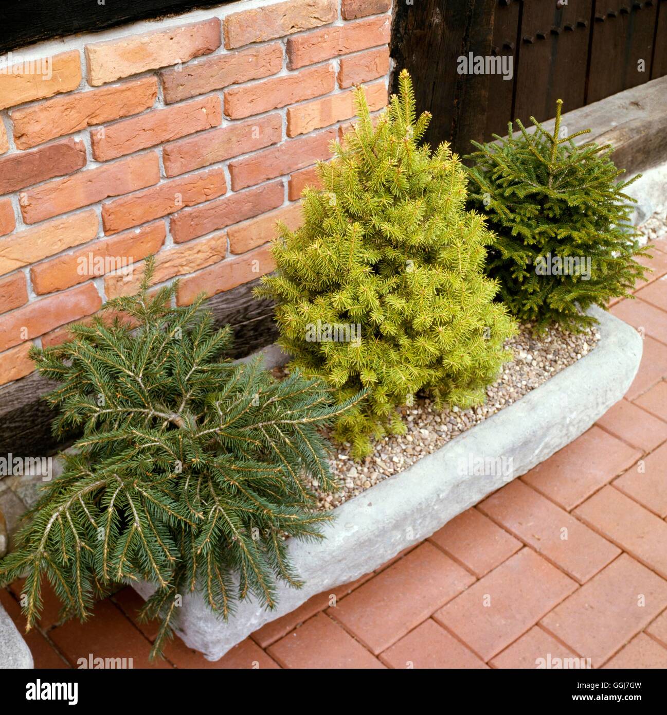 Container - Conifers - with Picea orientalis `Knaptensis'  Picea abies `Aurea' and Picea excelsa `Phrohonis'   CTR0159 Stock Photo